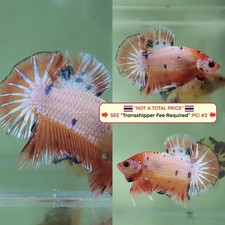 Live Betta Fish (Thailandia)
