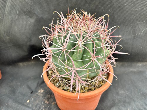 Ferocactus acanthodes vivaio - ferocactus, -vivaio