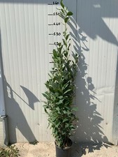 Piante alloro laurus - piante,