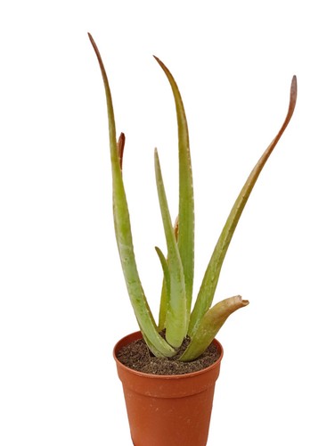 Pianta grassa vera - pianta,