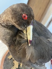 Occhi rossi imbalsamati cool