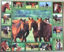 Cavalli Puledri Mini-Poster Rigida Molto Buono Stato Cavallo Puledro N° 7454/17