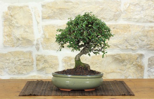 Bonsai cotoneaster - bonsai, di