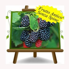 More Chester Pianta da frutto