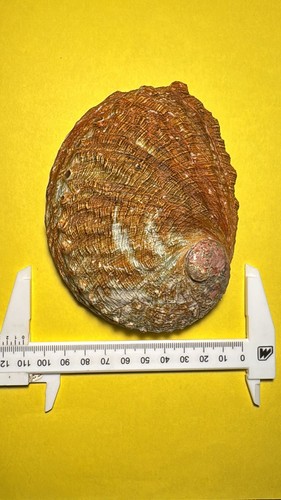 Conchiglia haliotidi haliotis - haliotidi,