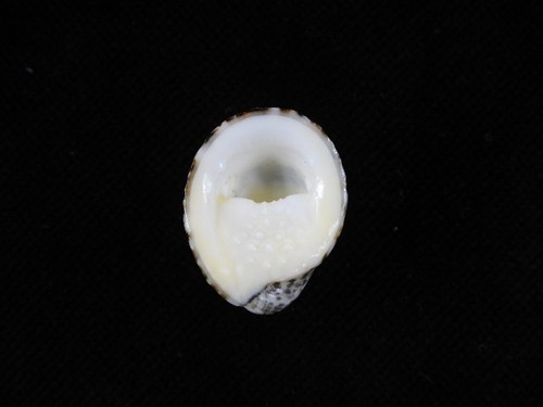 Sea shell nerita albicilla - sea,