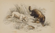 LIZARS (*1788) di STEWART