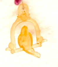 SCUBIDU' Charmkins Pimpirosa