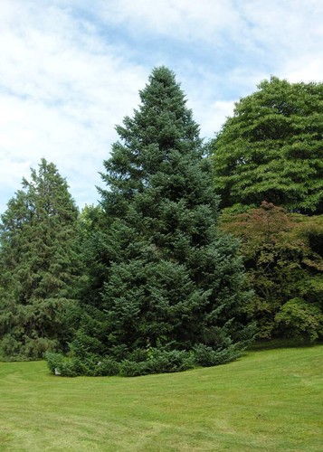 Semi abete rosso picea - di, "picea
