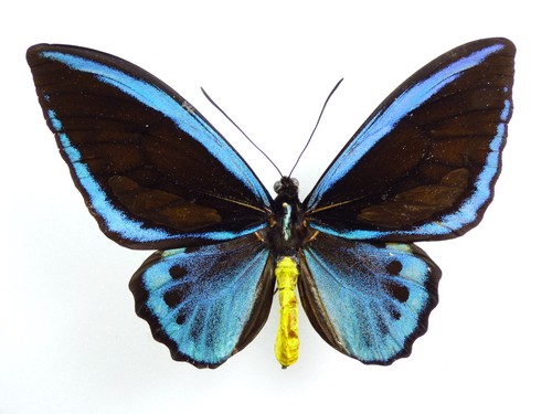 Ornithoptera priamus ssp