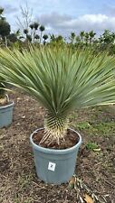 Yucca rostrata vaso 45cm h