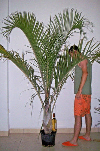 Dypsis decaryi palma - dypsis,