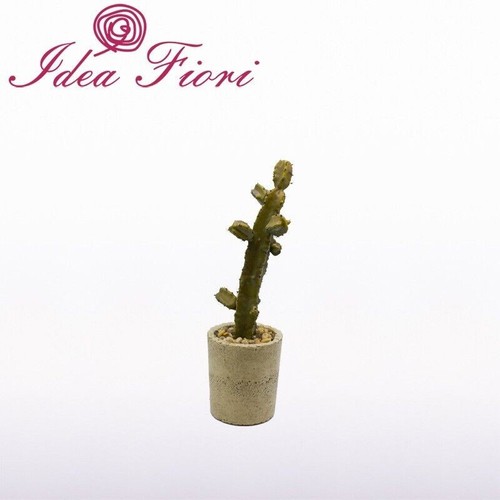 Pianta grassa cactus - con, vaso
