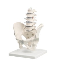 Anatomiche modello colonna - modello,