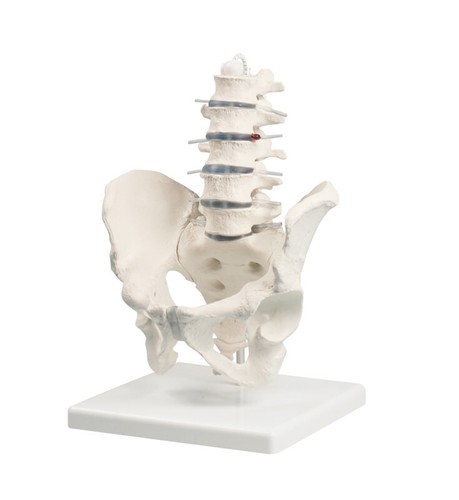 Anatomiche modello colonna - anatomiche,