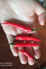 ? RARO?SEMI 15+5(omaggio) Peperoncino CAYENNE Biologico. Produzione propria