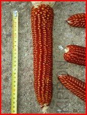 200 Semi VERO❗PIGNOLETTO