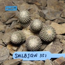 Raro cactus cm pelecyphora - 7,3,