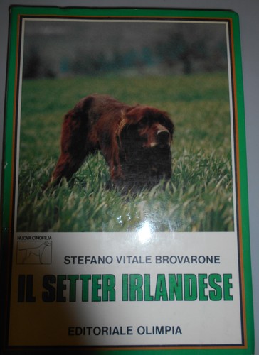 Setter irlandese brovarone - setter,