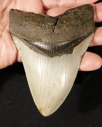 Gigante megalodon seghettato - gigante!,