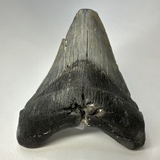 Megalodon Shark Tooth 4.96