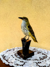 Trofeo di caccia esemplare