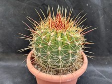 FEROCACTUS ALAMOSANUS IL