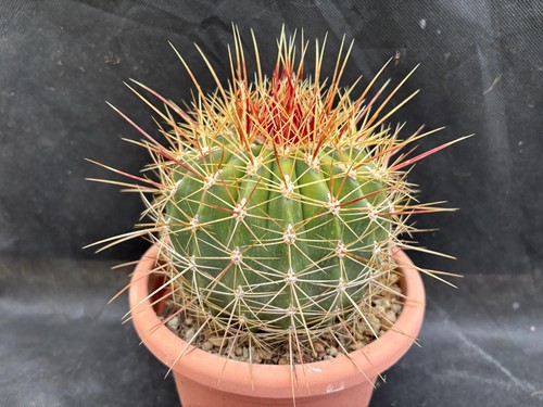 Ferocactus alamosanus - ferocactus, il