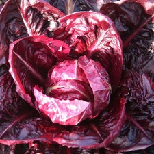 Palla Rosa Radicchio Seeds -