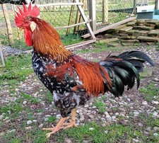 uova fertili di gallina