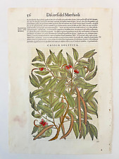 MATTIOLI Xilografia 1500 Botanica Erbario Piante "CASSIA SOLVTIVA"