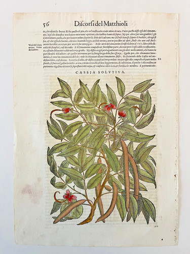 Mattioli xilografia 1500 - xilografia,
