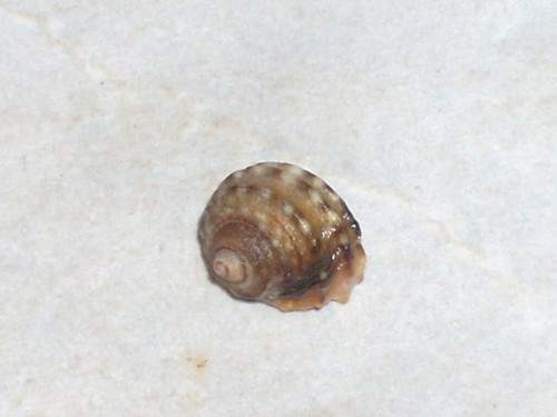 Littorina mandshurica - littorina,