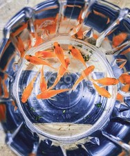 Medaka Red King (Rossi) 5