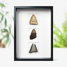 Real Megalodon Shark Tooth