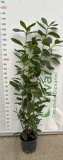 50 Piante di Lauroceraso V18 H 120/140 cm – Siepe Sempreverde – Prunus