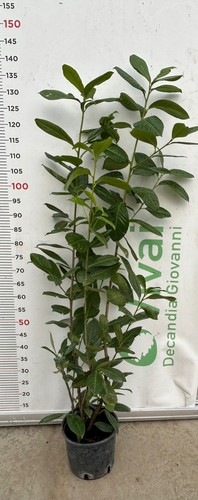 Piante lauroceraso v18 h - lauroceraso,