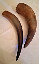 LOTTO DI 2 CORNI DI MUCCA 30 CM LUNGH. CIASCUNO VEDI FOTO