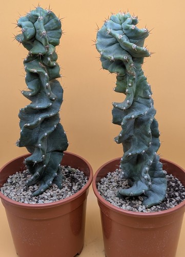 Cereus jamacaru spiralis - spiralis,