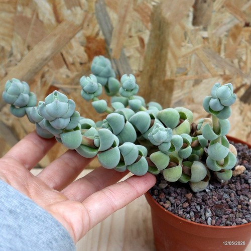 Crassula plegmatoides arta