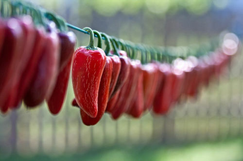 Peperoncino tam jalapeno 10 - peperoncino,