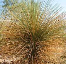 Dasylirion longissimum -