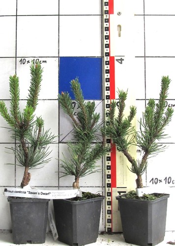 Pinus contorta spaan - contorta, "spaan's