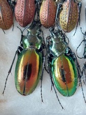 1 paio Carabus (Lipaster)