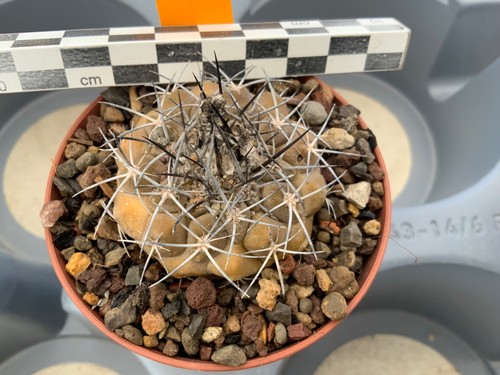 453 copiapoa spec lost label - lost,