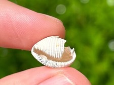 Francia gastropode fossile