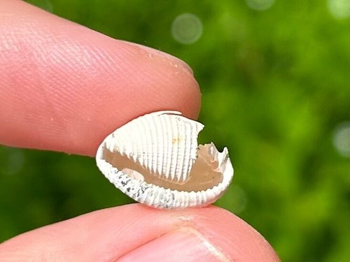 Francia gastropode fossile