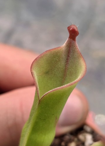 Heliamphora ionasii mystery - heliamphora,