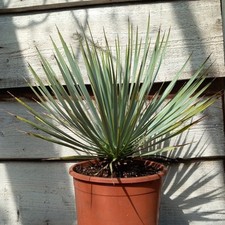 Yucca rostrata, totale 50+ cm