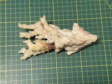 Ramo di corallo bianco #SA12